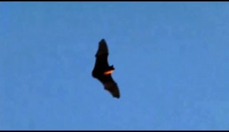 Slow Motion Bats Flying at Dusk 300fps Casio EX-F1 V13221