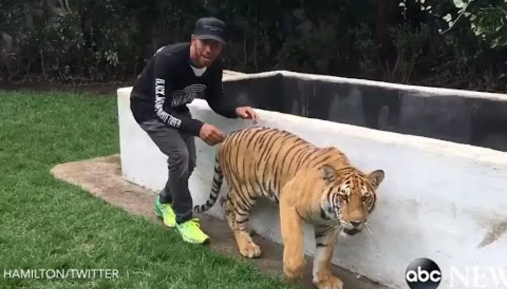 Lewis Hamilton Startles A Tiger And Lives…For Now