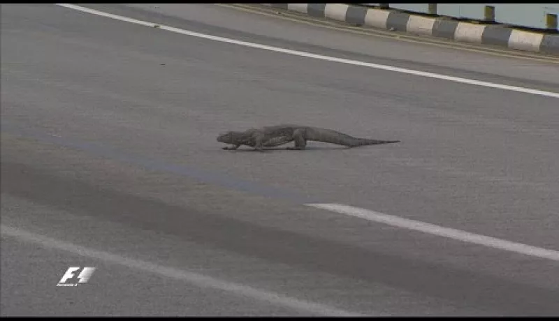 Mammoth Monitor Lizard Invades Singapore Grand Prix, Proclaims Itself Lizard King